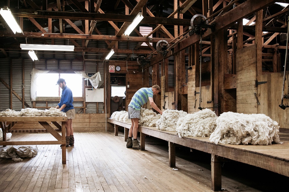 Devold-sheep-to-shop